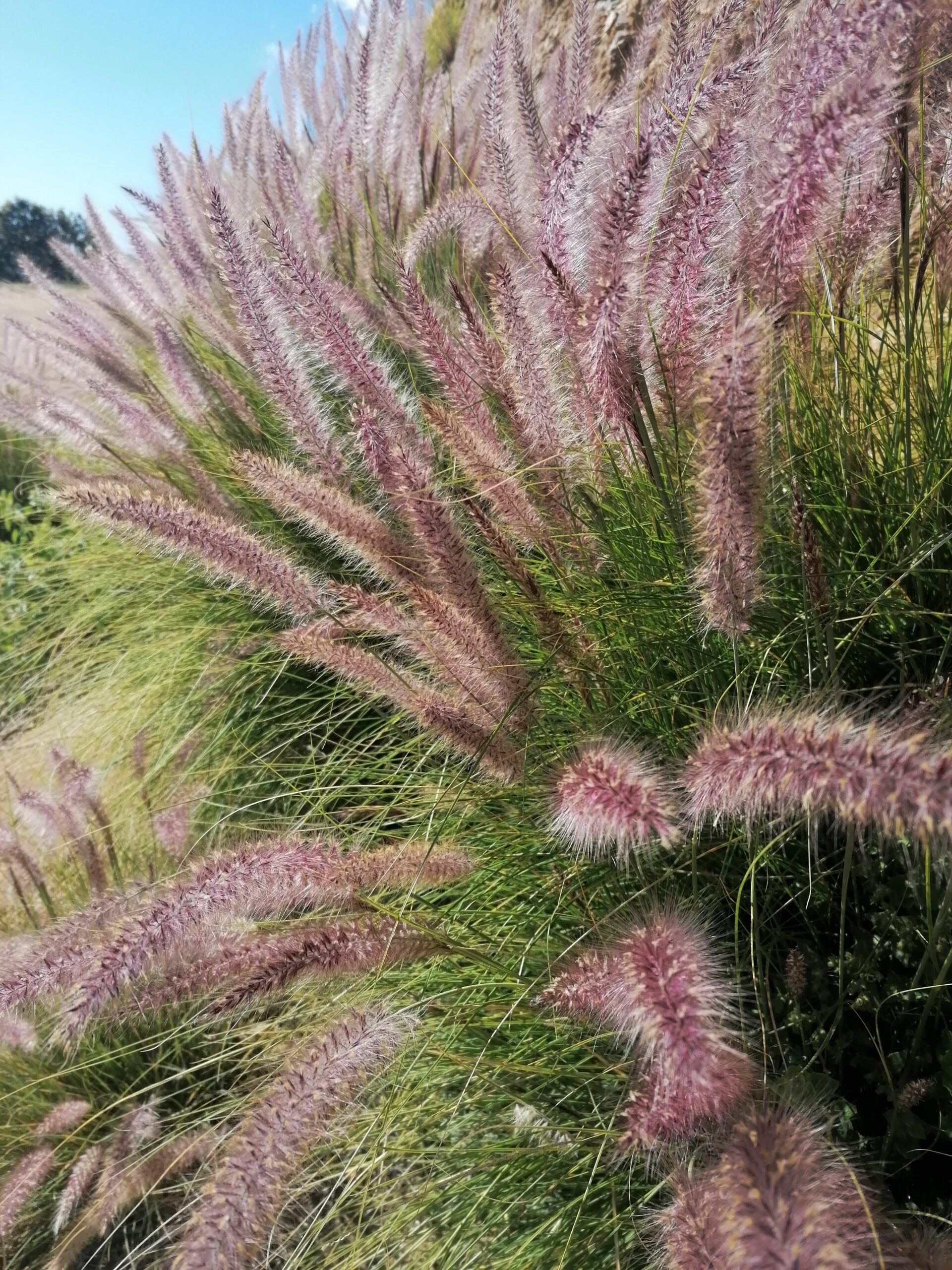 Massagepraxis Miriam - Klassische Massage